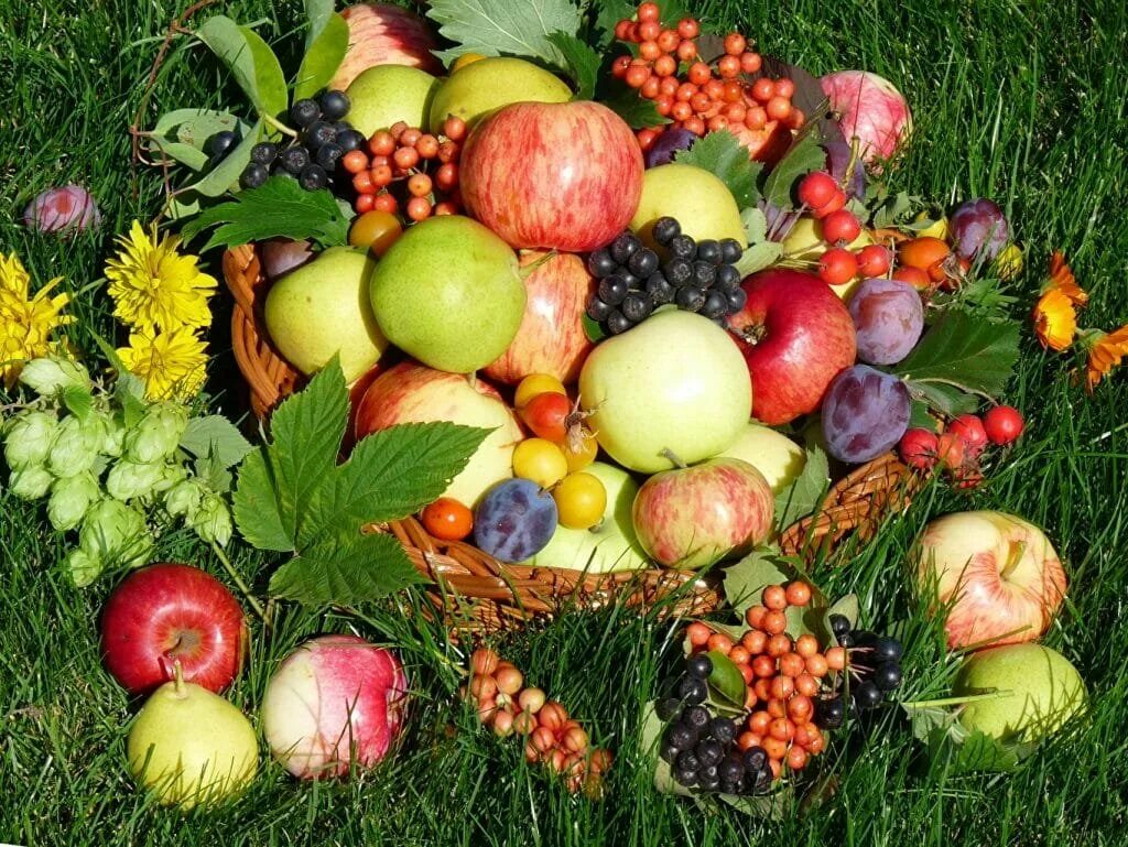 К осени созревают плоды зеленоватые. Осенние овощи и фрукты. Дары осени. Осень урожай. Осенние плоды.