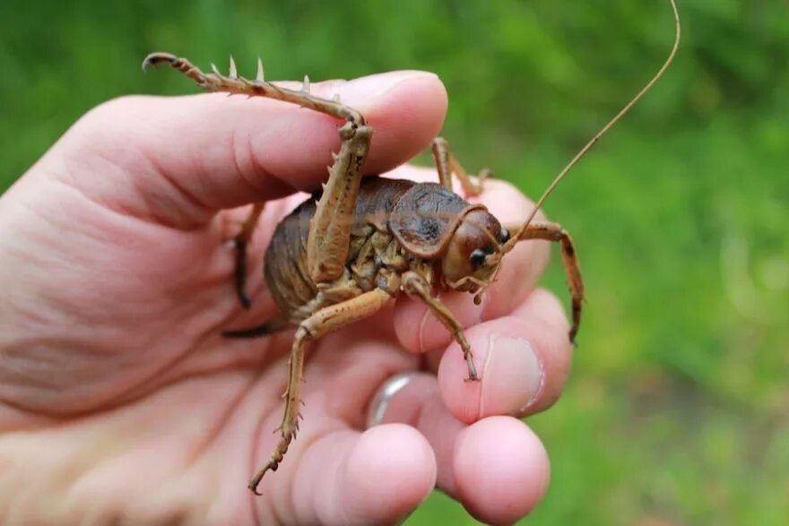 жук уэта. гигантский сверчок уэта. жук уэта. жук усач дровосек титан. сверчок уэта.