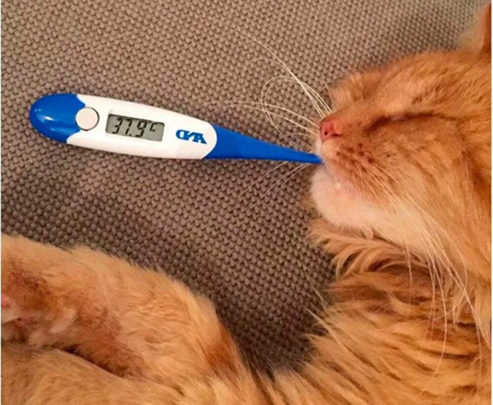 Температура кошки 39 5. Температура кошек. Кошачий градусник. Кошка с градусником. Градусник для животных кошек.