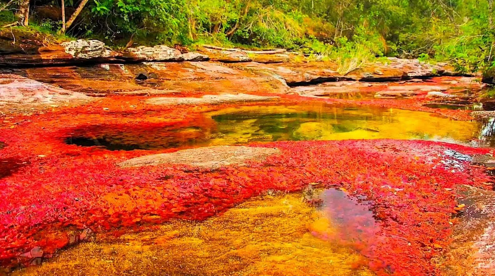 Самая теплая река в мире. Разноцветная река Каньо-Кристалес (Колумбия). Река Каньо Кристалес. Река Кано-Кристалес, Колумбия. Радужная река Каньо Кристалес.