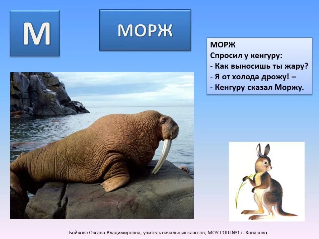 Морж. Загадка про моржа. Загадка про моржа для детей. Загадка про моржа для дошкольников.