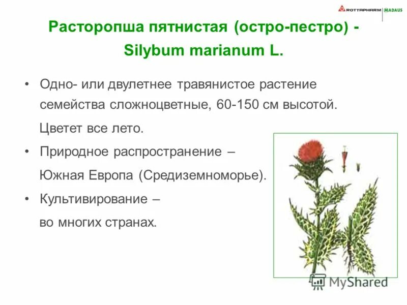 Схема пестро. Расторопша пятнистая Фармакогнозия. Расторопша остро пестро. Расторопша пятнистая (остро - пестрая) Silybum Marianum гербарий. Расторопша пятнистая (остро-пестрая) "гербарий".