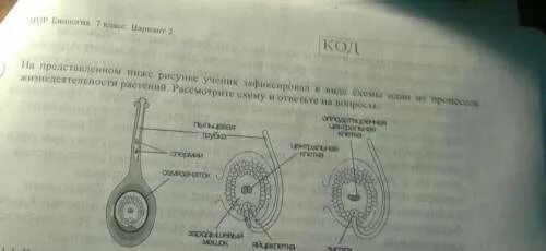 Какой Ботанической науки позволит изучить данный процесс. Знание какой Ботанической науки позволит изучить данный процесс ВПР. Знание в области какой Ботанической науки. Какая Ботаническая наука изучает данный процесс. Какая ботаническая наука изучает процесс оплодотворения