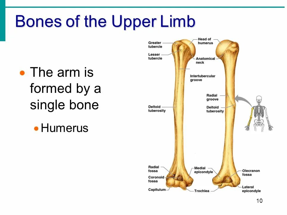 The skeleton is composed of bones. Humerus. the skeleton of the limbs anatomy. the skeleton is composed of bones упражнения. upper limb.