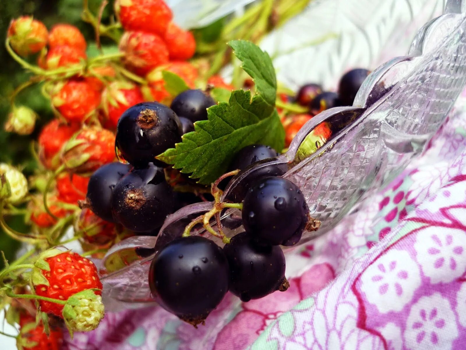 Магнитный пазл 27x18см."Ежевика, rubus sectio rubus, дикий" на холодильник - куп