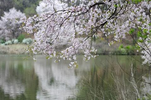 Floraiku spring river