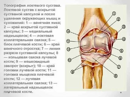 Топография сустава