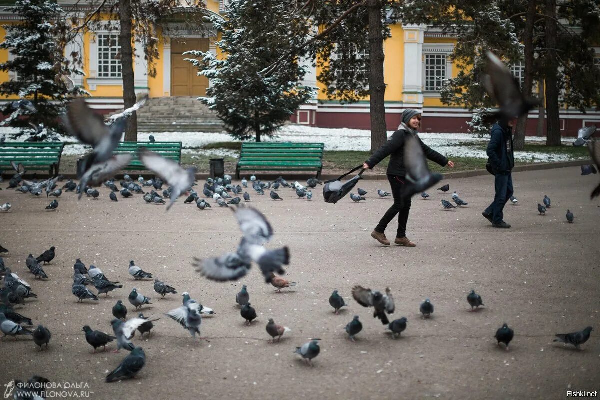 Голуби в парке. Голуби в сквере. Голуби в парке Питер. Алматинские голуби.