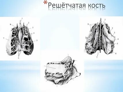 Решетчатая череп