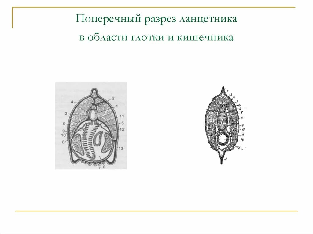 Поперечный разрез ланцетника. Поперечный срез ланцетника в области жаберного отдела. Строение ланцетника на поперечном срезе. Поперечный срез тела ланцетника. Поперечный разрез ланцетника в жаберной области.