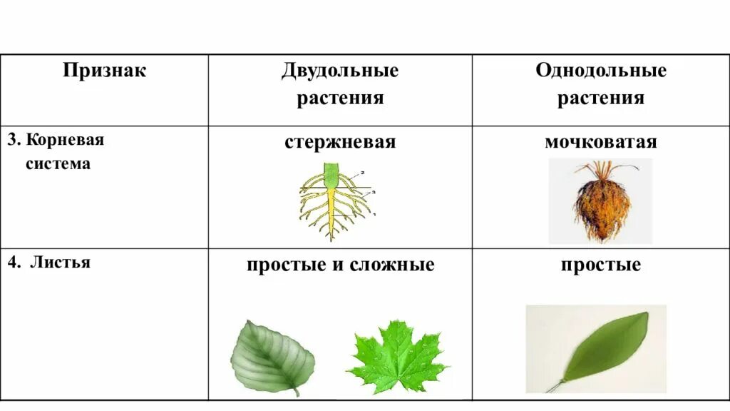 Лист двудольного растения. Лист однодольного растения. Схема листа однодольного растения. Листья однодольных и двудольных растений.