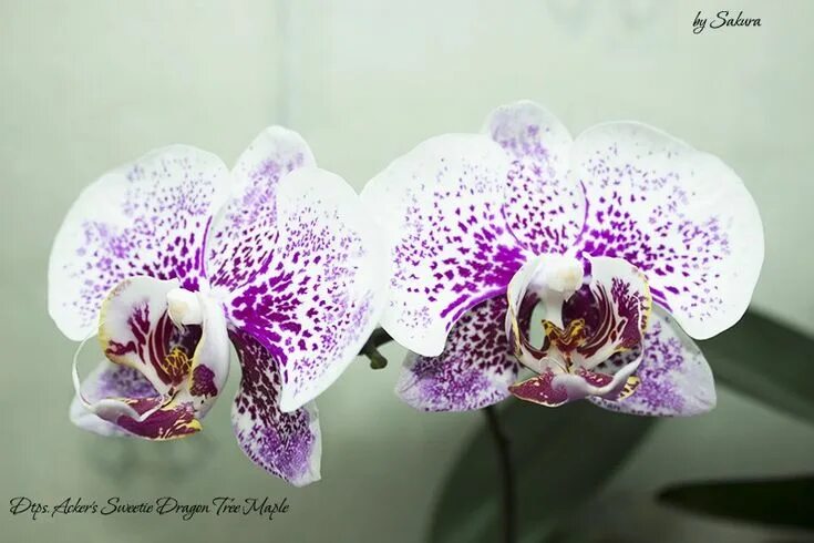h1 ANGEL ORCHIDS PHOTO GALLERY/h1/Phalaenopsis/Phal. Chiada Stacy 'Chocolate Dro
