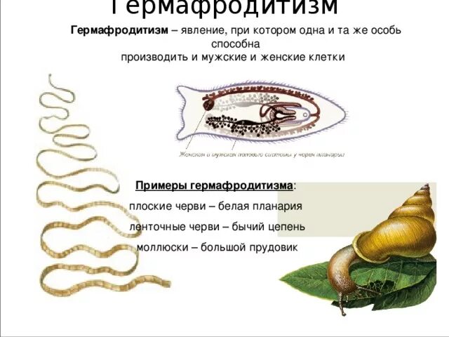 Гермафродитами являются черви. Гермафродитизм у плоских червей. Гермофидизм плоских червей. Гермафродиты это в биологии примеры. Гермафродитизм это бесполое размножение.