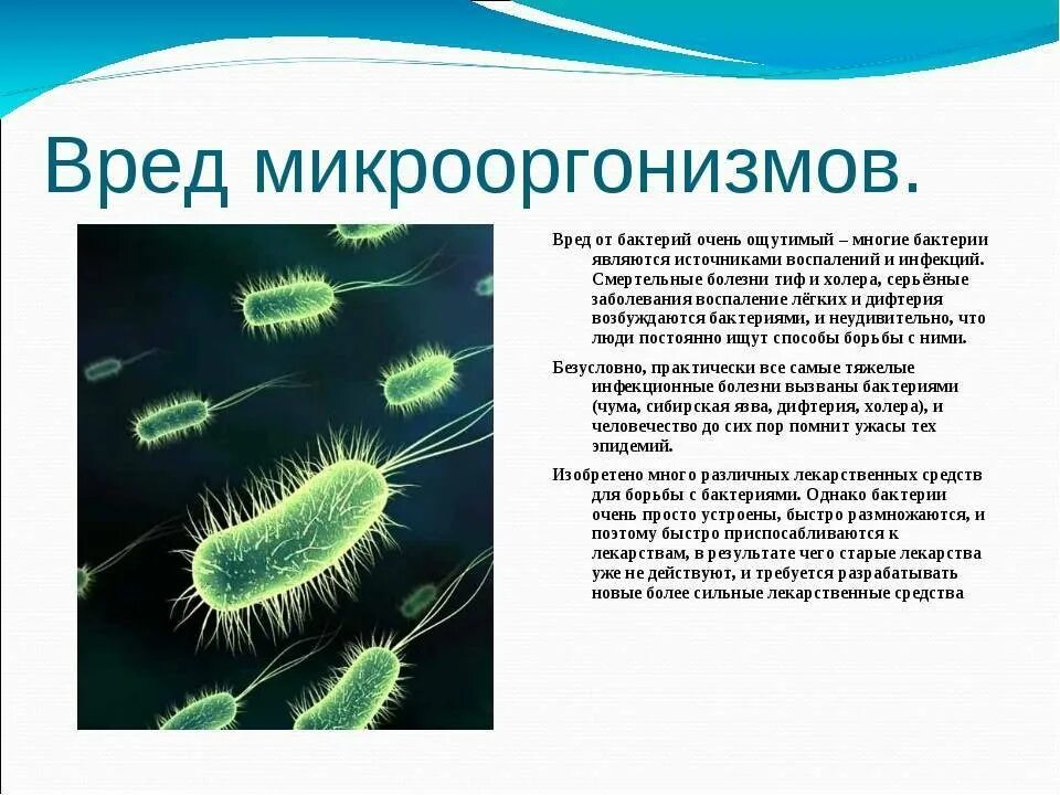 Бактерии человека название. Полезные и вредные микроорганизмы. Полезные и вредные микрргрибы. Вредные бактерии для человека. Полезные и вредные микроорганизмы для человека.