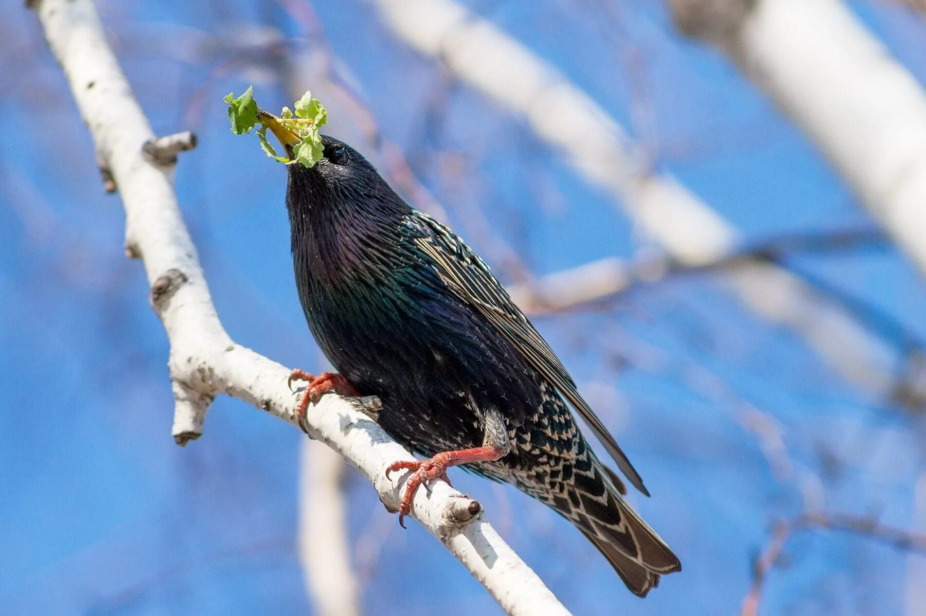 Должно быть скворец. Желтогрудый скворец. Скворец перелетная птица. Должно быть скворец. Камбоджийский скворец.