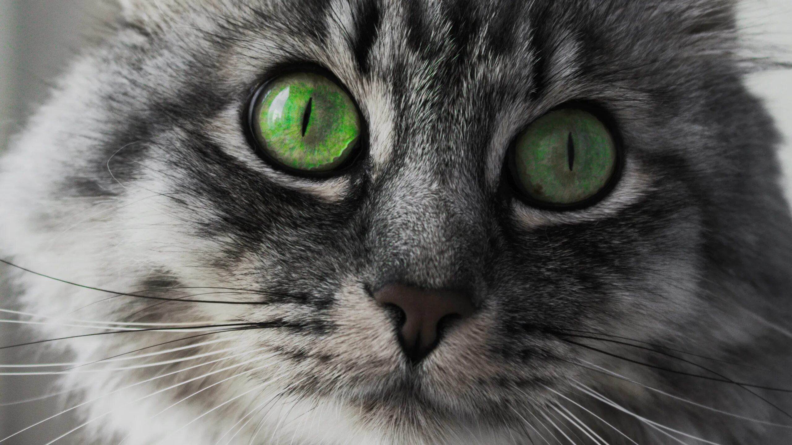 Edit free photo of Cat,green eyes,cat's eyes,face,close