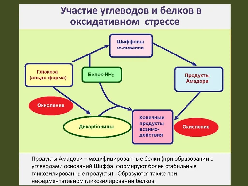 Белки стресса. Окислительный стресс повреждение белков. Продукты окислительного стресса. Повреждения белков при окислительном стрессе.