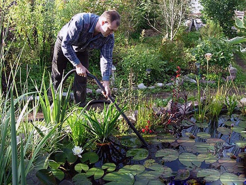 Пруд очистка воды. Очистка пруда на даче. Очистка искусственного водоема. Водные растения для пруда. Нимфея для пруда.