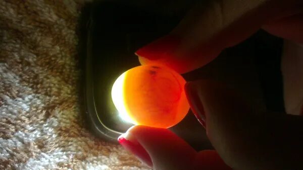 Оплодотворенное ли яйцо. Оплодотворенное яйцо попугая. Оплодотворенные яйца волнистых попугаев. Оплодотворенное яйцо кореллы. Оплодотворенные яйца неразлучников.