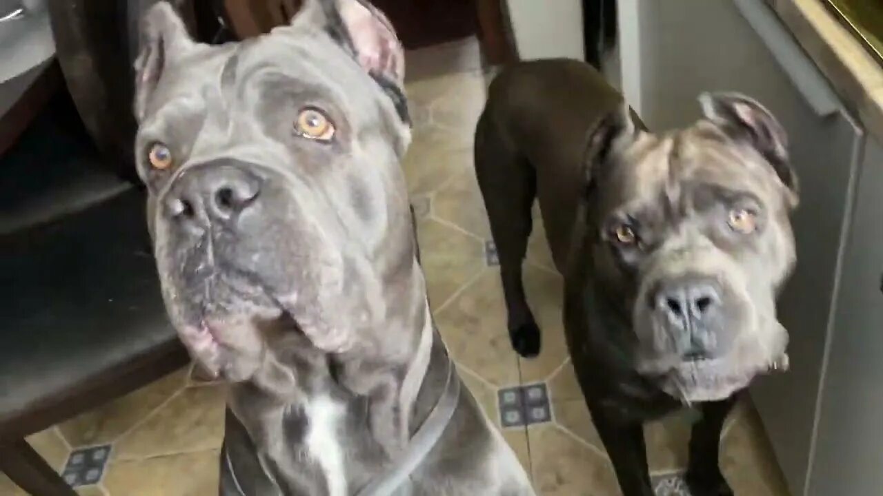 Тттт кане корсо на ютубе. Кане корсо. Тттт кане корсо на ютубе. Порода собаки канни корса. Тттт кане корсо на ютубе.