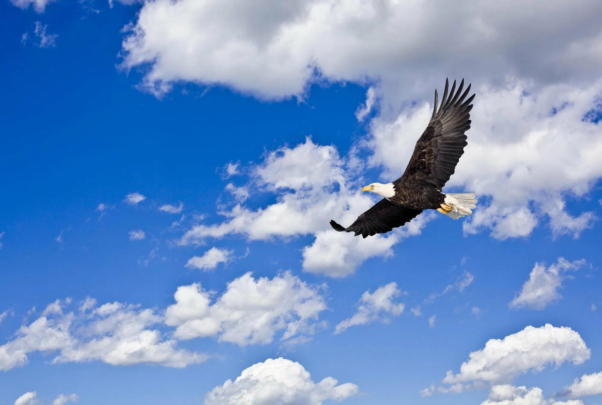 Белоголовый Орлан в полете. Орел в небе. Парящий Орел. Орел парящий в небе.