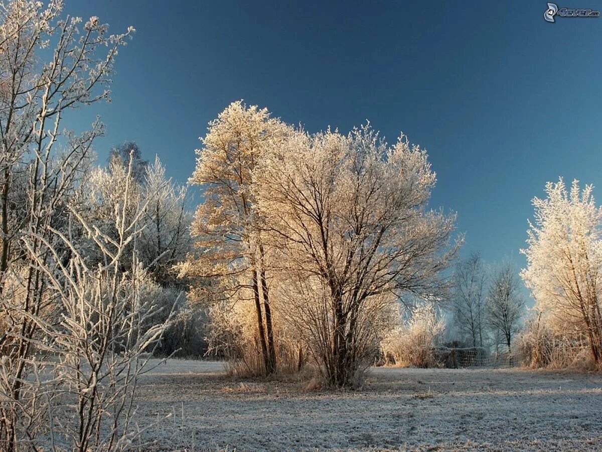 Ранняя зима. Февраль природа. Зимняя природа. Первые зимние пейзажи природы. Первые зимние пейзажи природы.