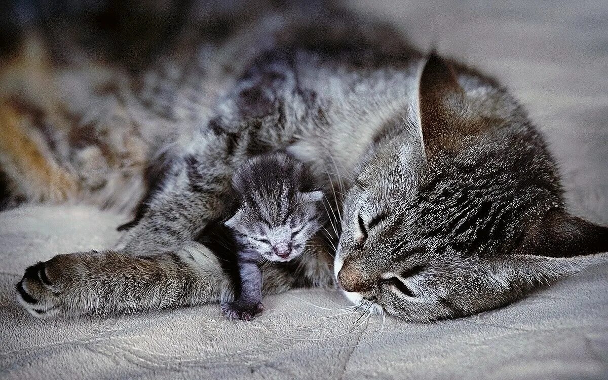 Кошка с котятами. Мама кошка. Мама кошка и котенок. Серая кошка с котятами. Умывала мама кошка