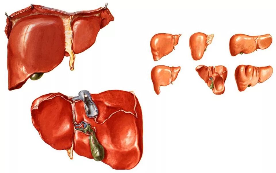 Как отличить печень. Печень свиная строение. Варианты аномалии печени анатомия. Свиная печень анатомия. Строение говяжьей печени.