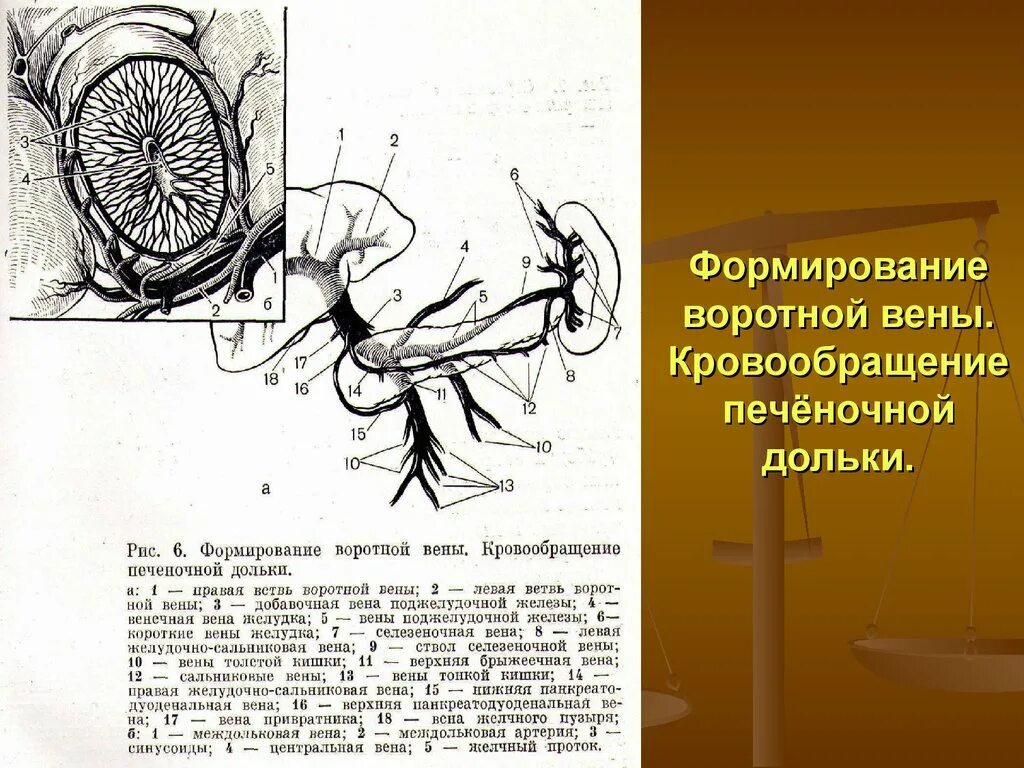 Кровообращение воротной вены. Формирование воротной вены. Кровоснабжение печеночной дольки. Формирование портальной вены.