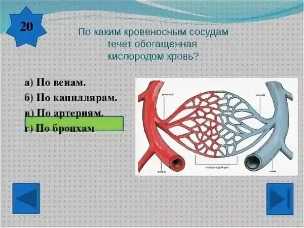 От легких по сосудам течет кровь насыщенная. По артериям кровь течет к. Какая кровь течёт по артериам. По каким сосудам течет кровь богатая кислородом. По каким сосудам течет обогащенная кислородом кровь.