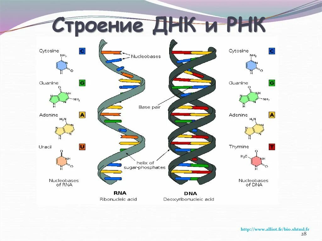 Какого структура днк. Строение ДНК И РНК. Схема строения ДНК генетика. Структура ДНК И РНК. Строение ДНК биология.