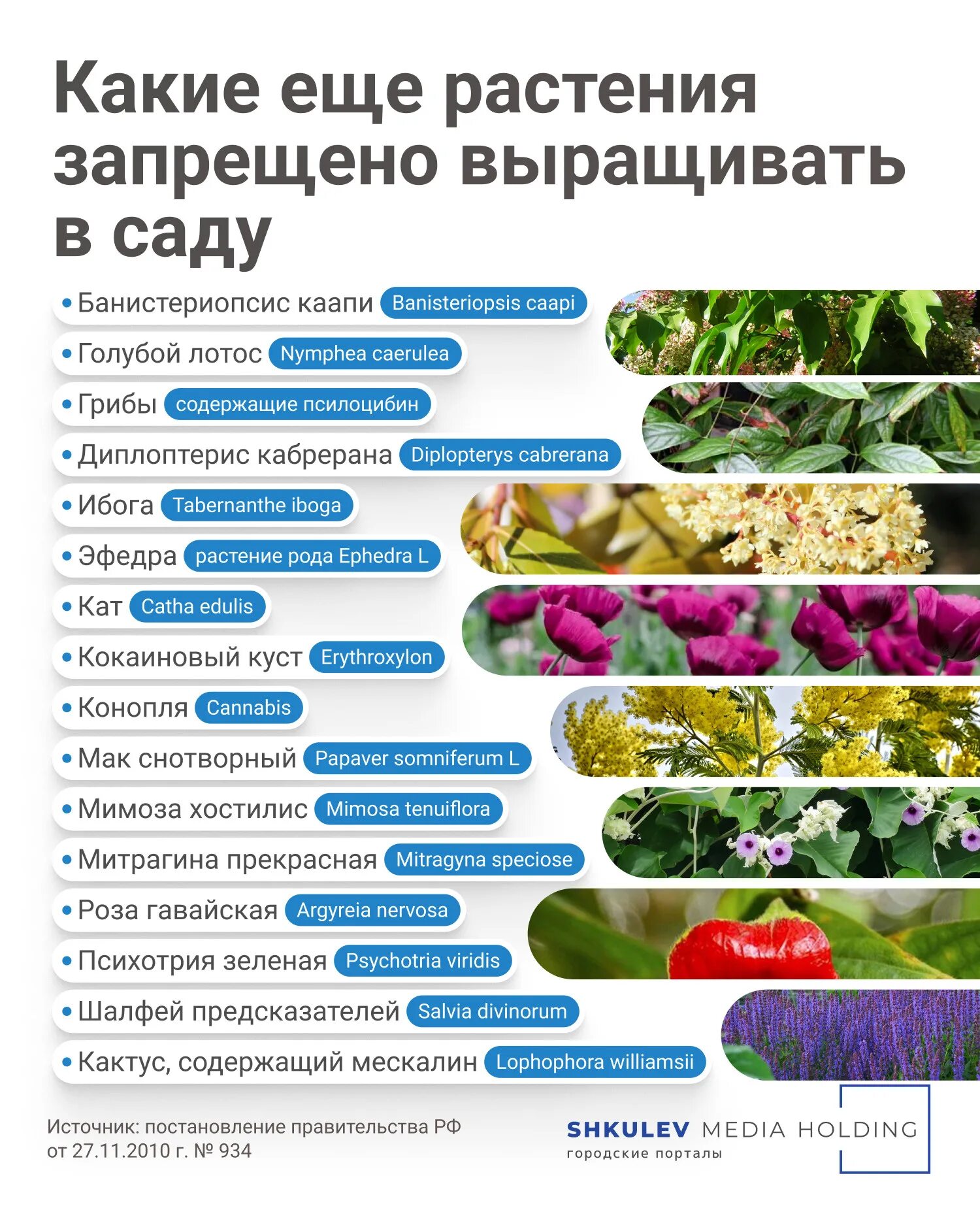 Какие цветы запрещено выращивать. Какие цветы нельзя сажать 2024. Запрещённые дачные растения. Что посадить рядом с розами. Какое растение запретил сеять царь.