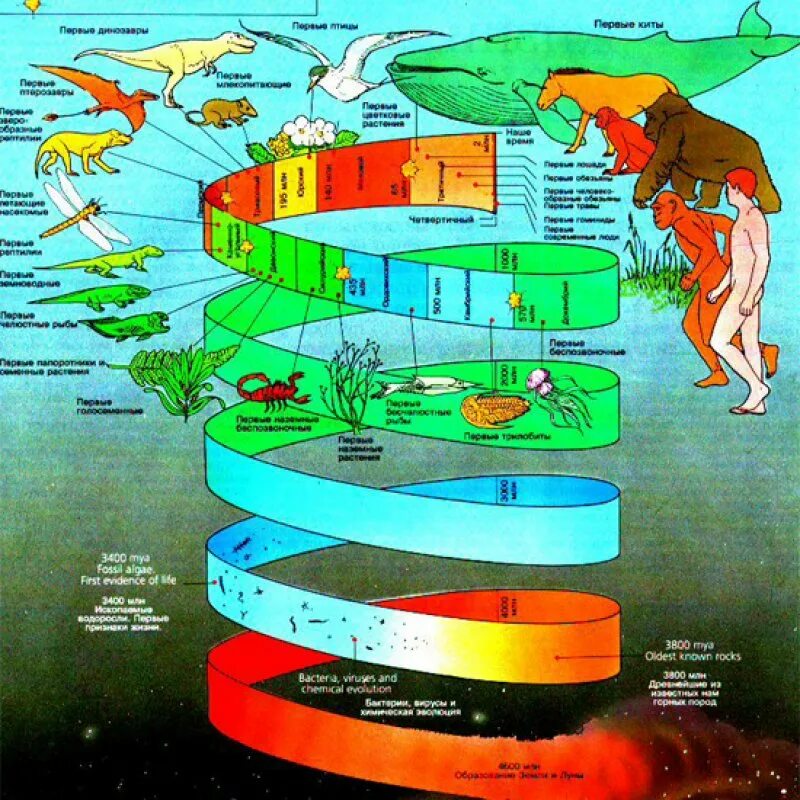 История земли ли. Геологические этапы развития земли. Эволюция жизни на земле. Эволюция жизни на планете земля. Спираль развития жизни.