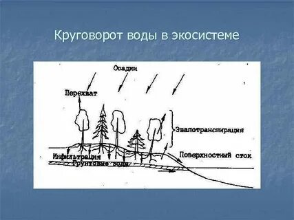 Круговорот экосистемы
