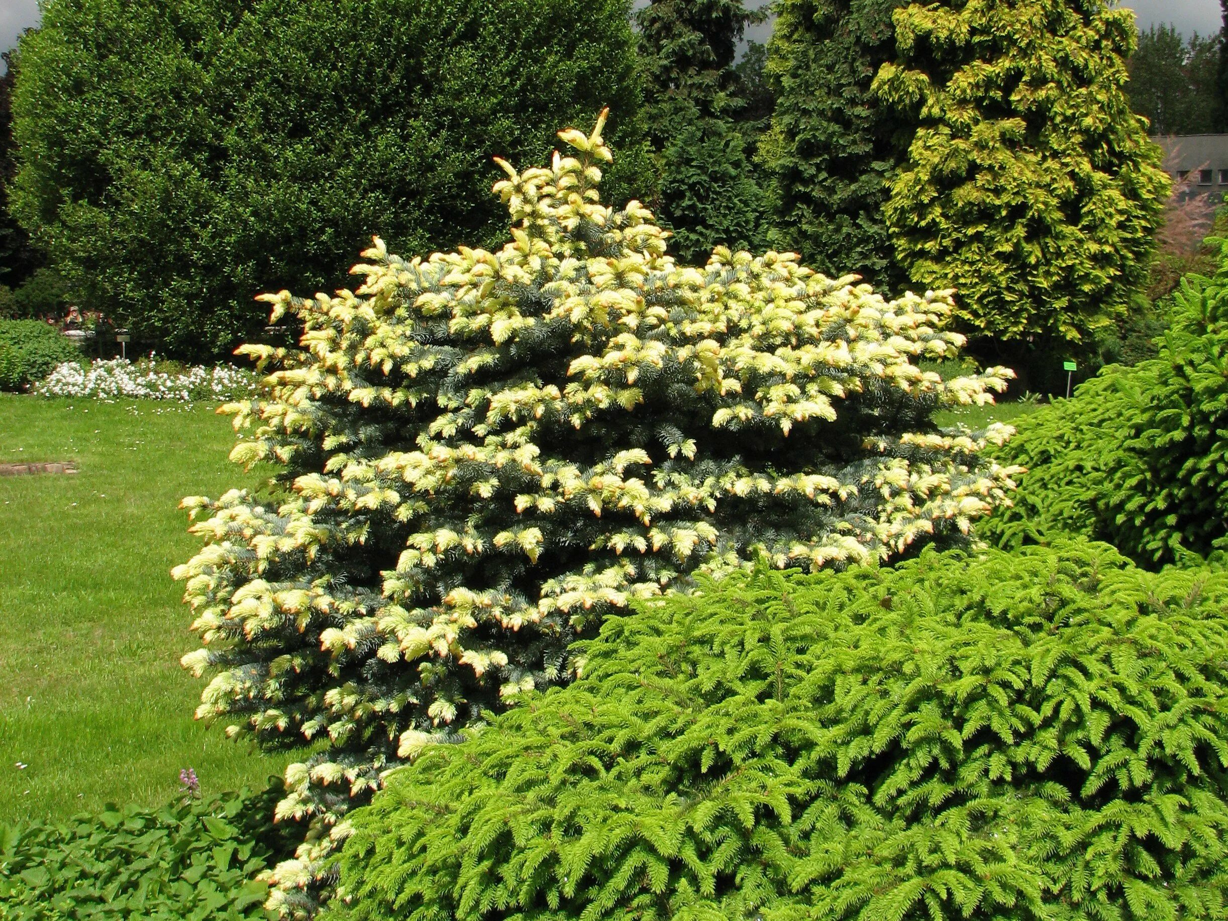 Ель белобок фото. Ель колючая белобок. Ель колючая "bialobok" (белобок). Ель колючая биалобок. Ель глаука белобока.