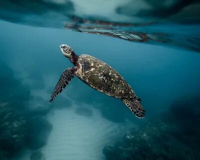 Marine wildlife