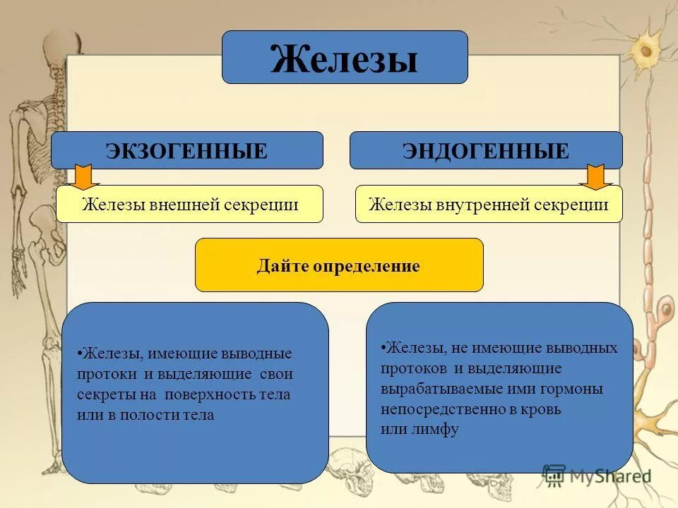 Экзогенные и эндогенные железы. Железы внешней и внутренней секреции экзогенные. Железы внутренней секреции экзогенные. Эндогенные железы внутренней секреции.