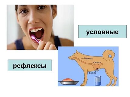 Условные рефлексы