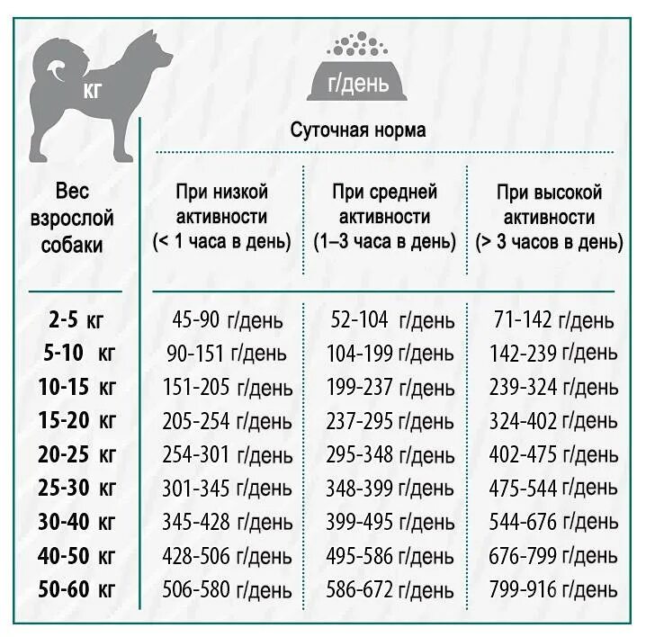 Сколько нужно есть собаке