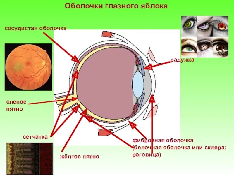 Белочная оболочка глаза человека. Зрительный анализатор белочная оболочка. Белочная оболочка глазного яблока. Оболочки глазного яблока белочная сосудистая. Сосудистая оболочка, фиброзная оболочка.