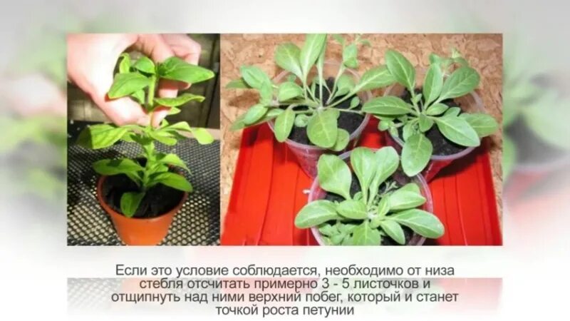 Когда прищипывать рассаду петунии в домашних условиях. Петуния махровая прищипка. Многоцветковая петуния прищипка. Петуния махровая прищипывание. Петуния рассада прищипка рассады.