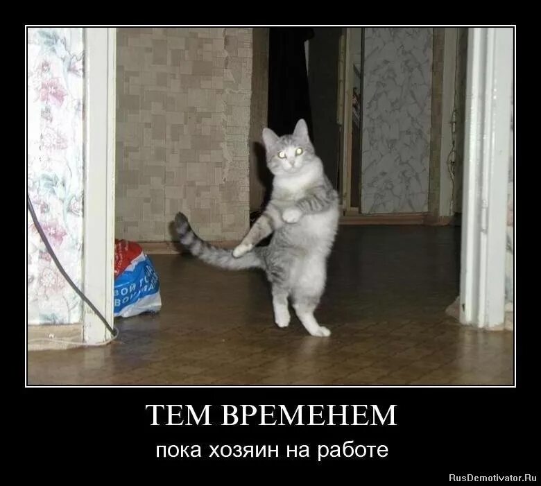 отомстим открытки. офисные крысы мем. пока хозяин на работе. велоцараптор кот прикол. пушистый котик васька спит на окне.