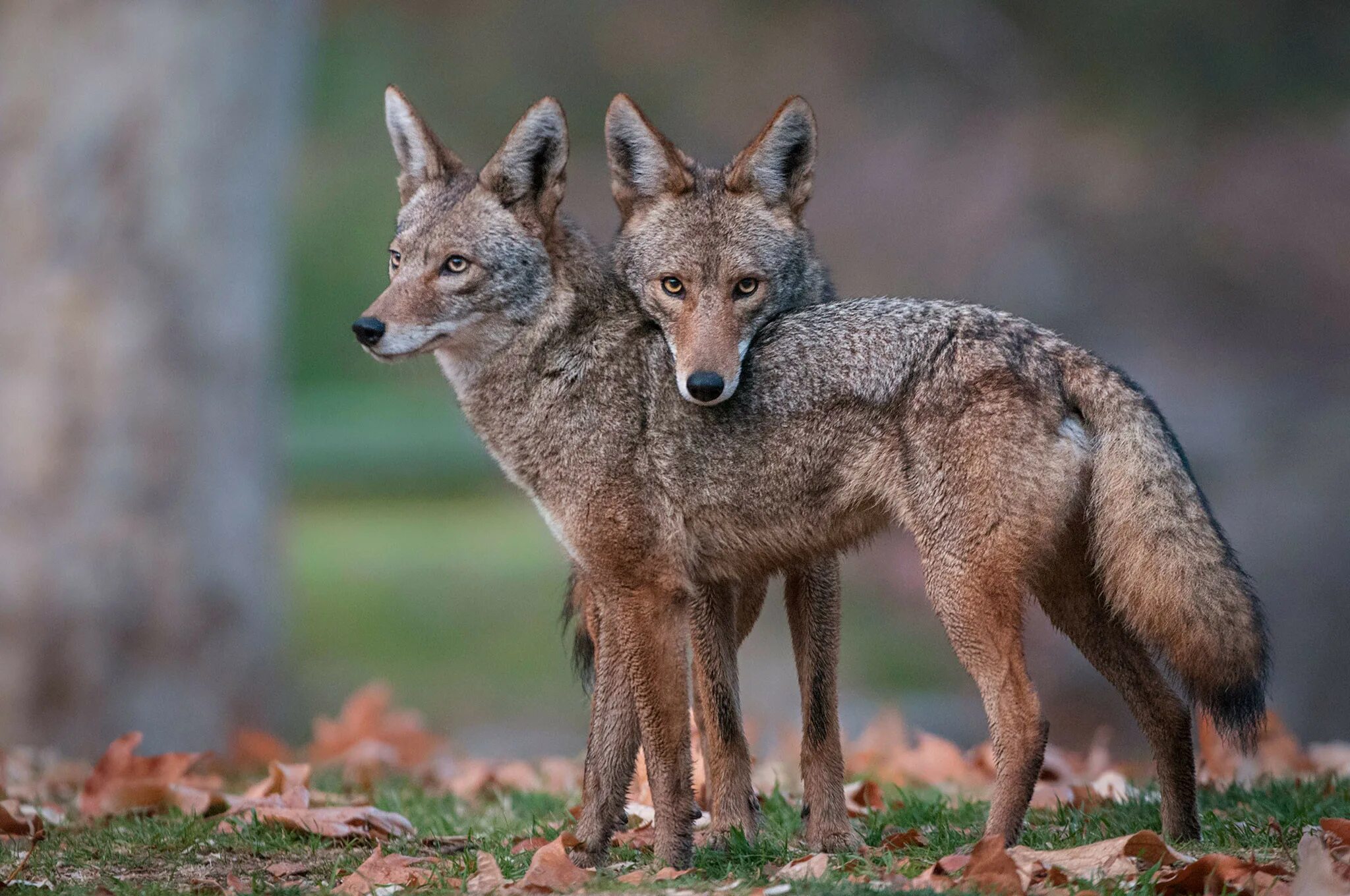 Чем отличается волк от шакала. Луговой волк canis Latrans. Койот Северной Америки. Койот Степной волк. Койот животное Северной Америки.