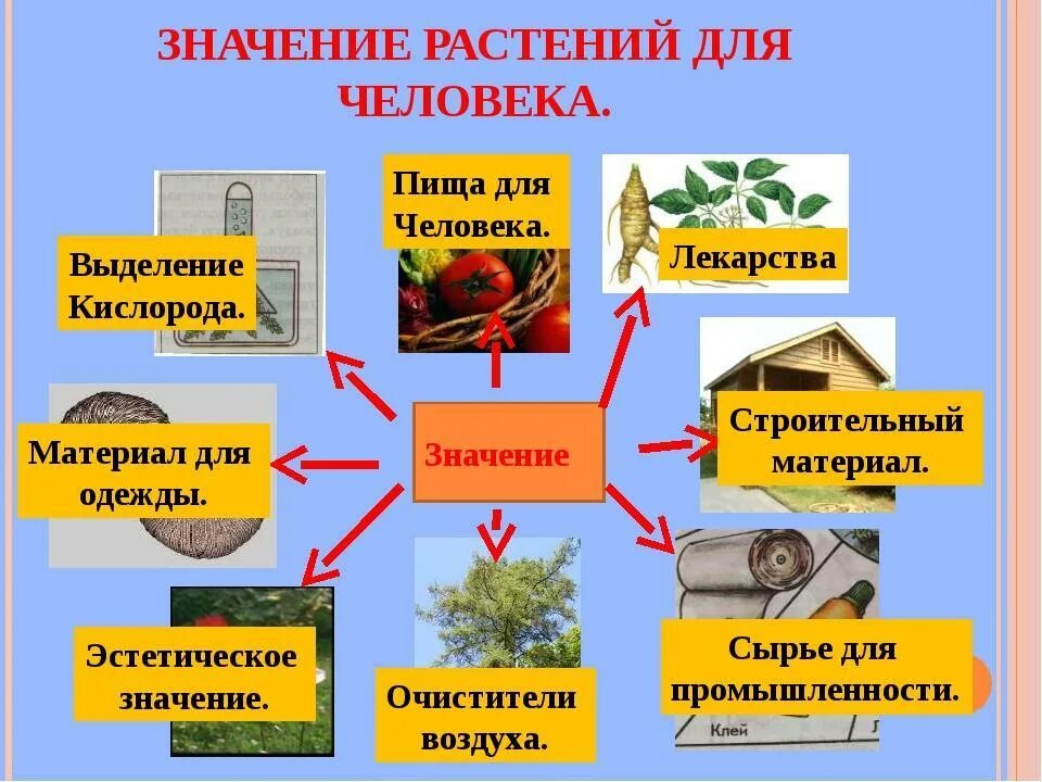 Покажи на схеме при помощи стрелок какое. Значение растений для человека. Растения в жизни человека. Ратсенияв жизни человека. Роль растений в жизни человека.