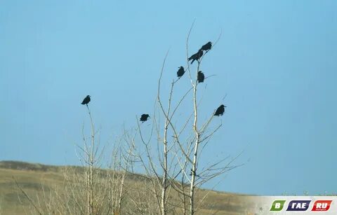Наш грач жил на свободе