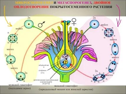 Чем представлен мужской гаметофит цветковых