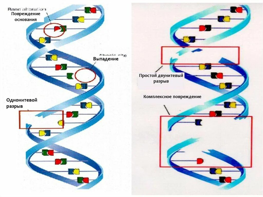 Двунитевые разрывы ДНК. Однонитевые разрывы ДНК. Повреждение ДНК радиацией. Одноцепочечный разрыв ДНК.