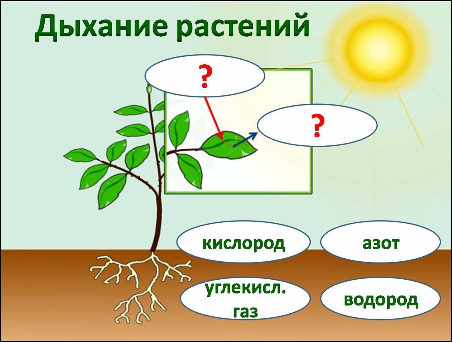 Дыхание растений. Растения дышат. Строение комнатного растения. Схема по растениям.
