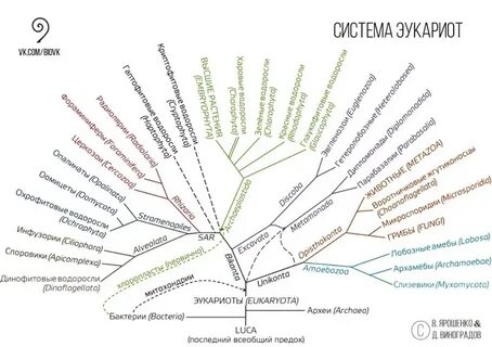 Систематическое дерево