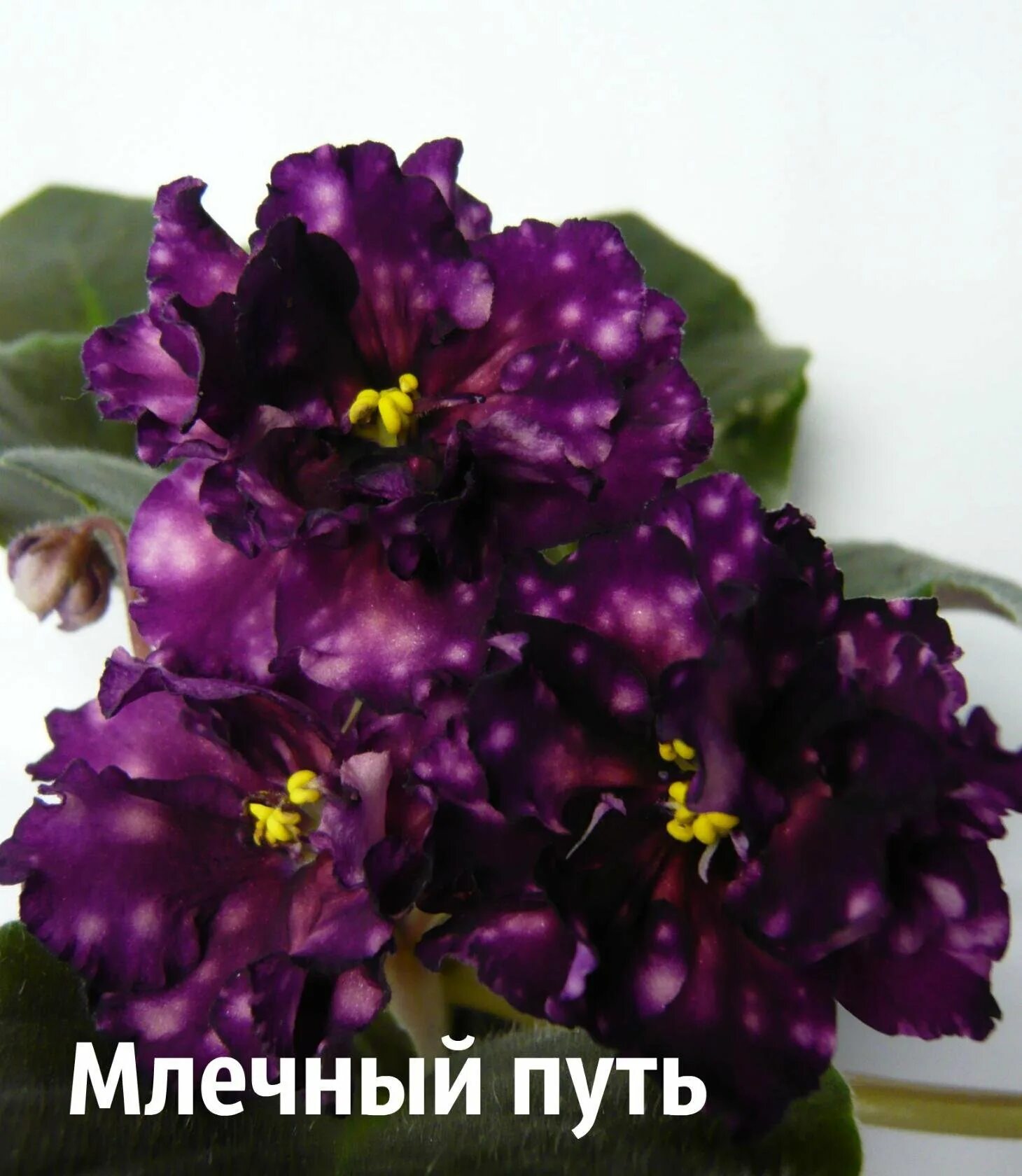 Сорт фиалки Ле Млечный путь